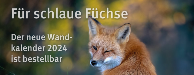 Fuchs vor unscharfem Hintergrund; Titel: Für schlaue Füchse, Untertitel: Unser neuer Wandkalender 2024 ist bestellbar.