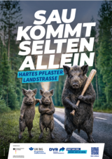 Wildschweine an einer Landstraße